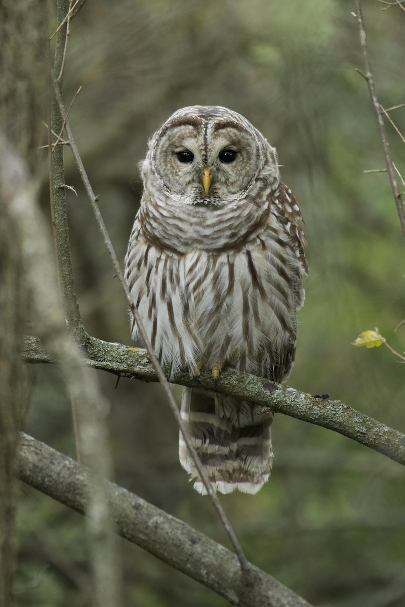 Barred Owl - ML490114761