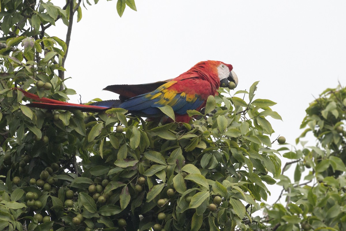 Scarlet Macaw - Oswaldo Hernández Sánchez