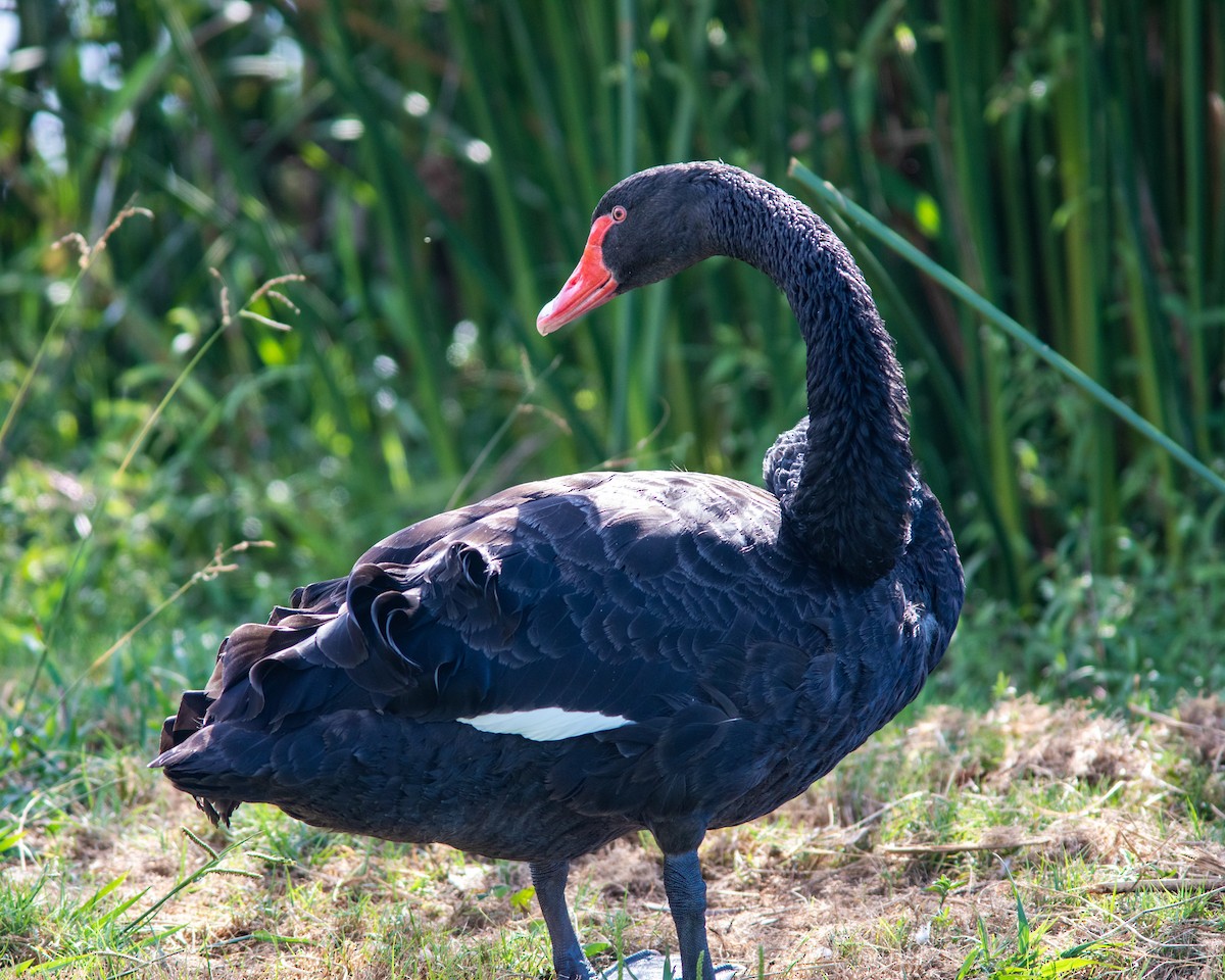 Black Swan - ML490115511