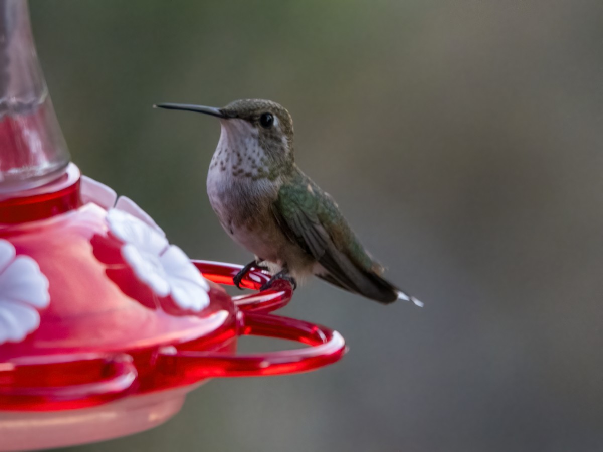 Broad-tailed Hummingbird - ML490118391