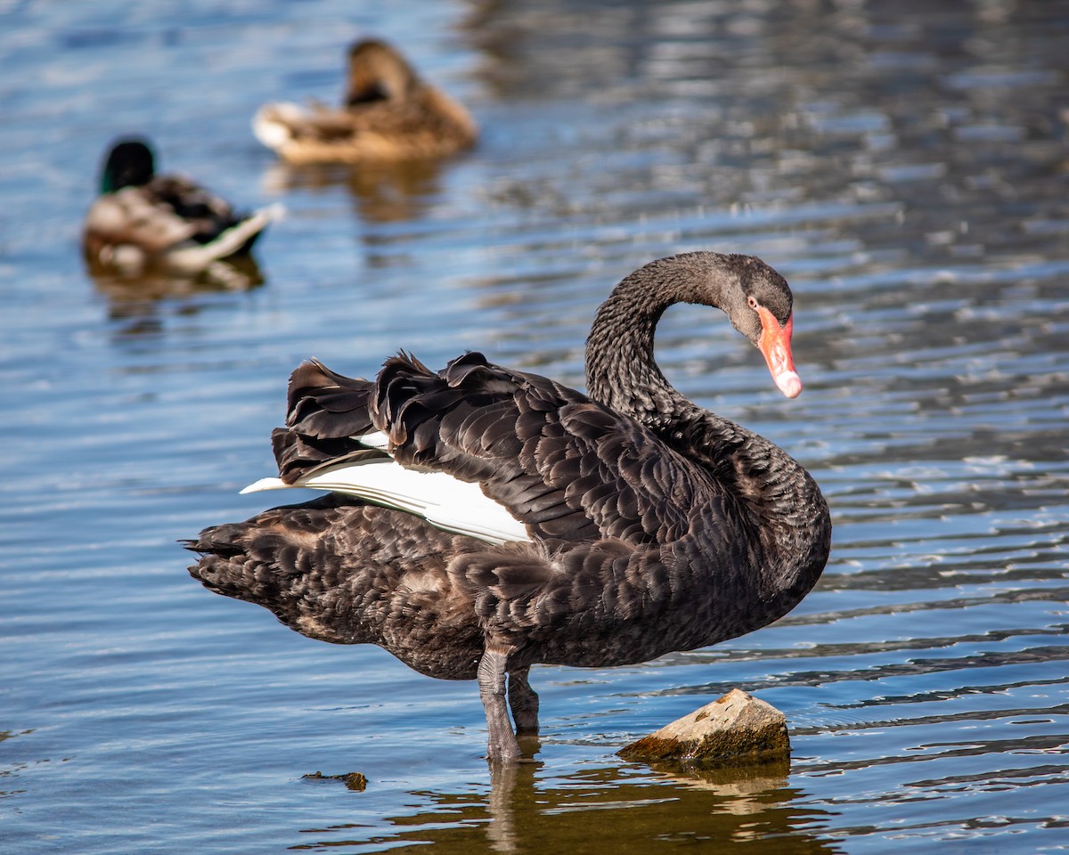 Black Swan - ML490119681