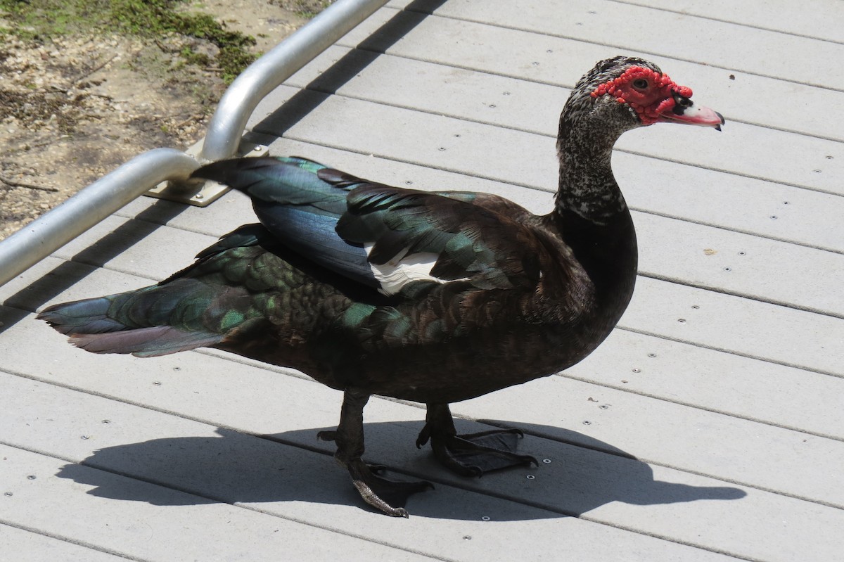 Muscovy Duck (Domestic type) - ML490121471