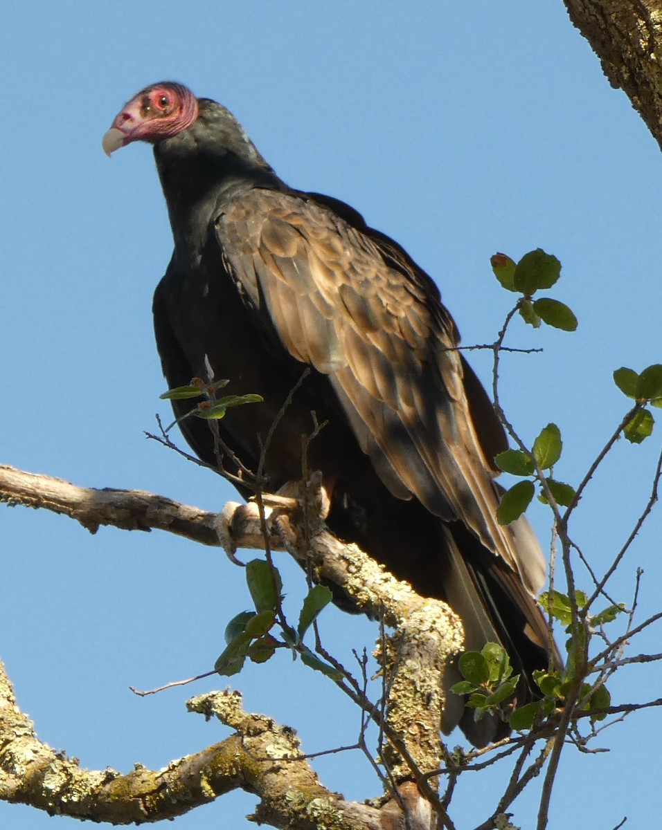 Turkey Vulture - ML490124381