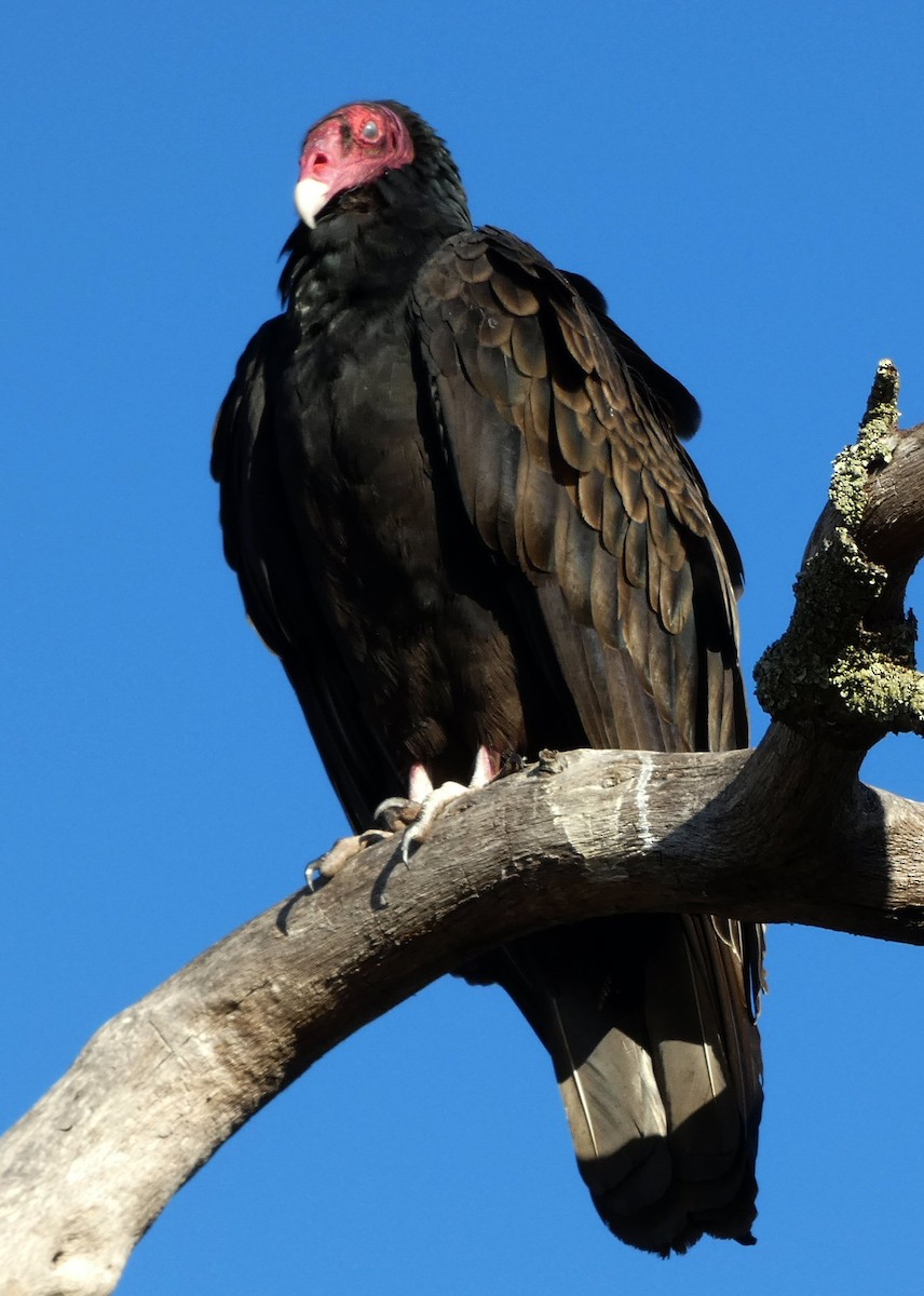 Turkey Vulture - ML490124391