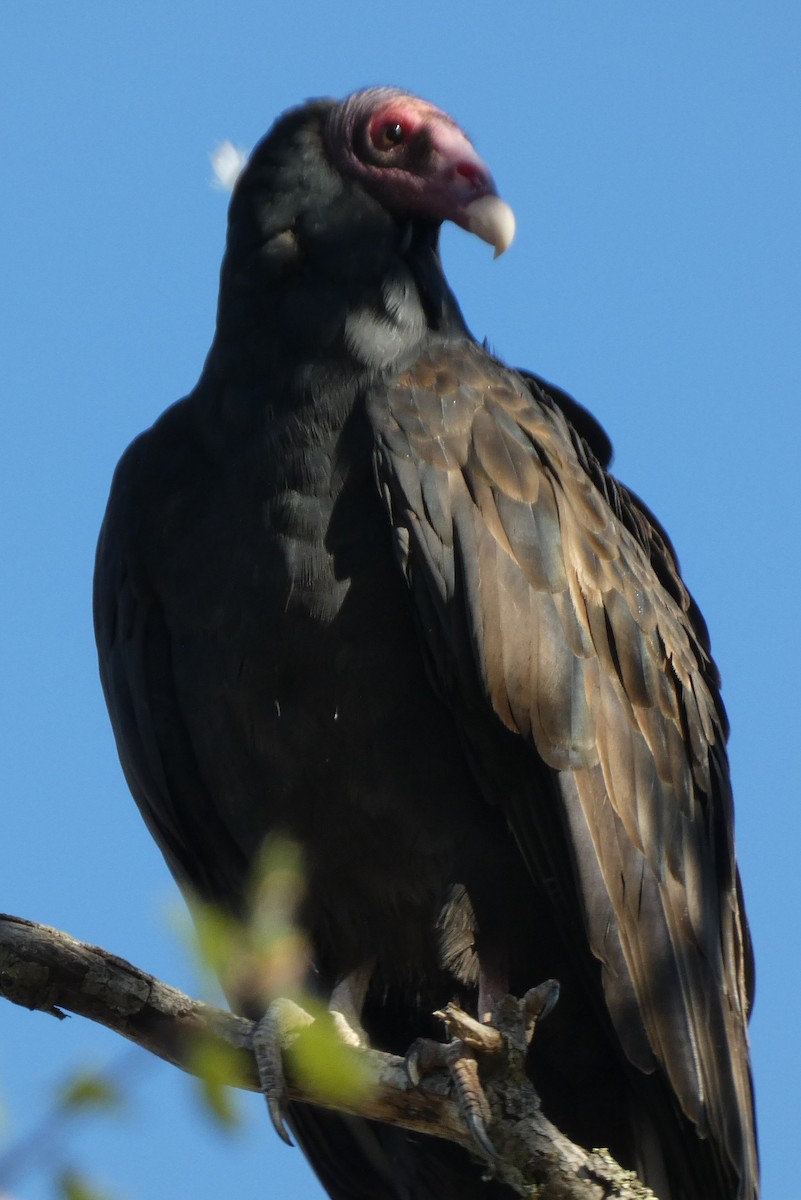 Turkey Vulture - ML490124401