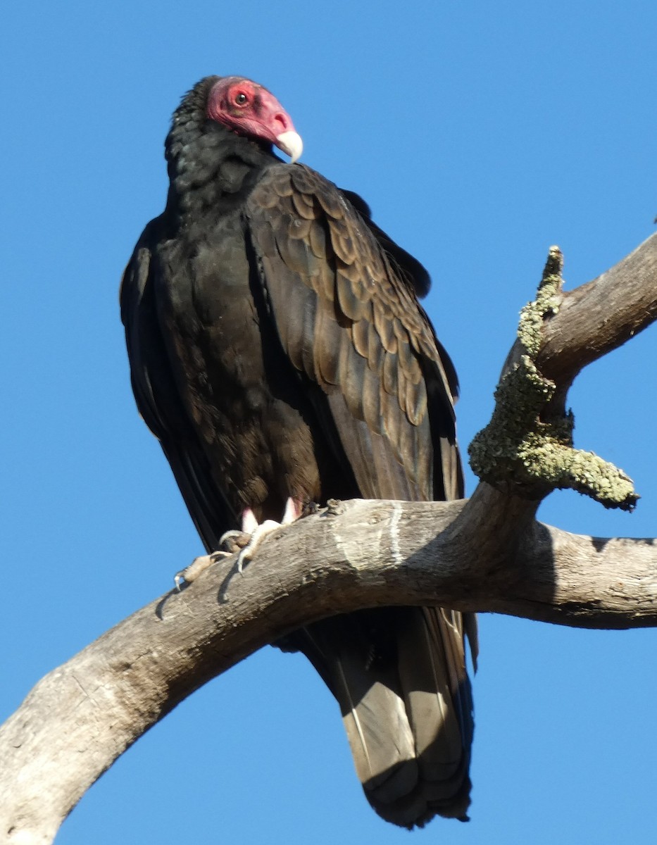Turkey Vulture - ML490124411