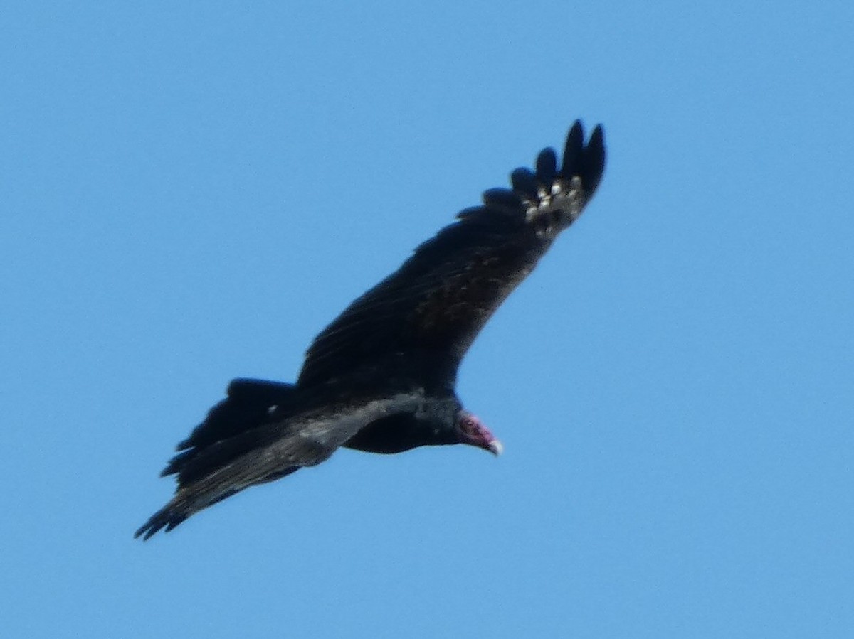 Turkey Vulture - ML490124681
