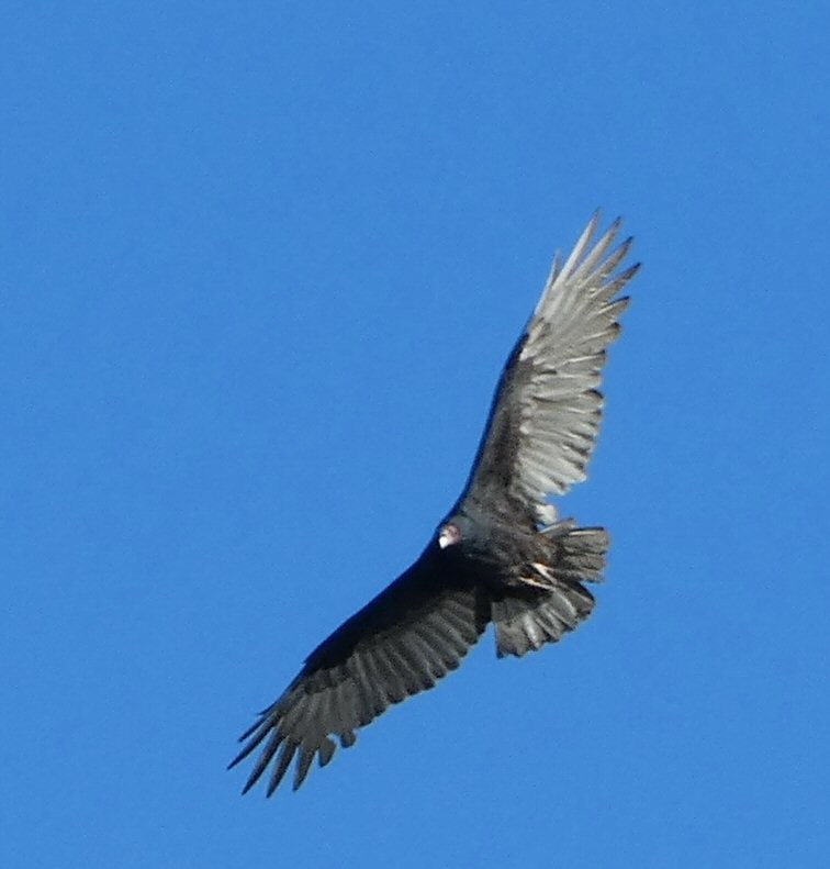 Turkey Vulture - ML490124691