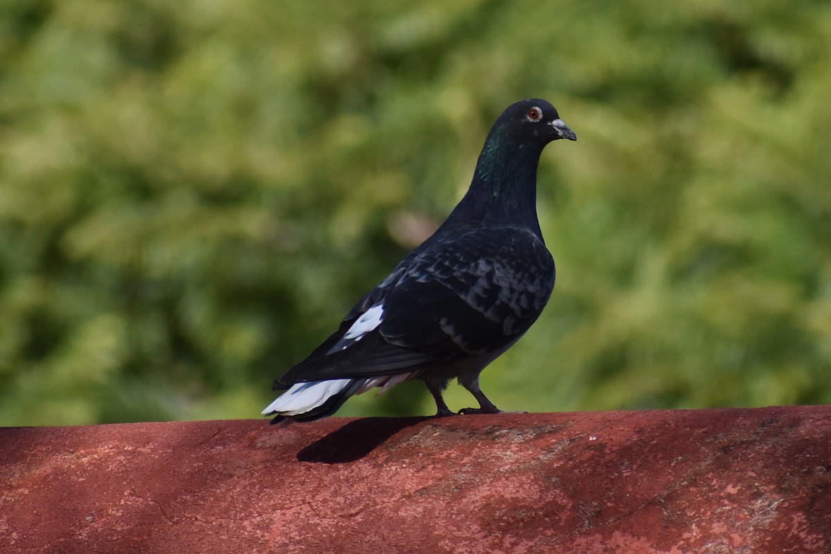 Rock Pigeon (Feral Pigeon) - ML490126471