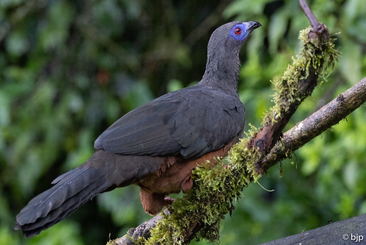 Sickle-winged Guan - ML490126651