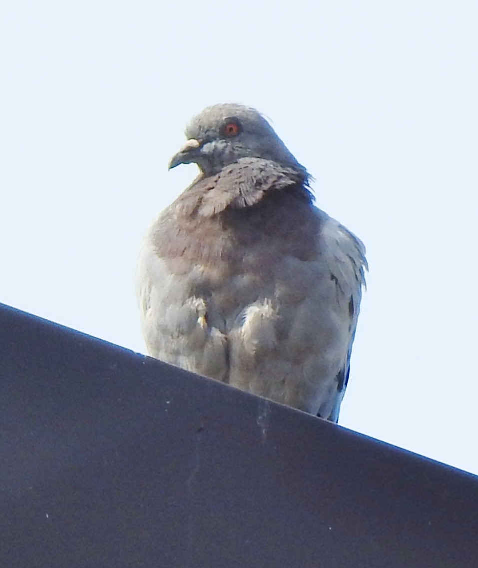Rock Pigeon (Feral Pigeon) - ML490129151