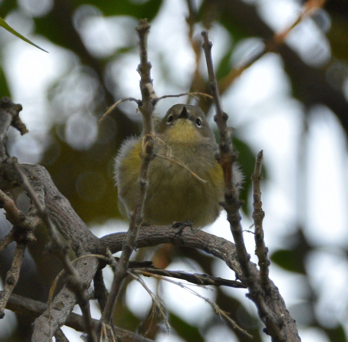 Yellow-rumped Warbler (Audubon's) - ML490129231