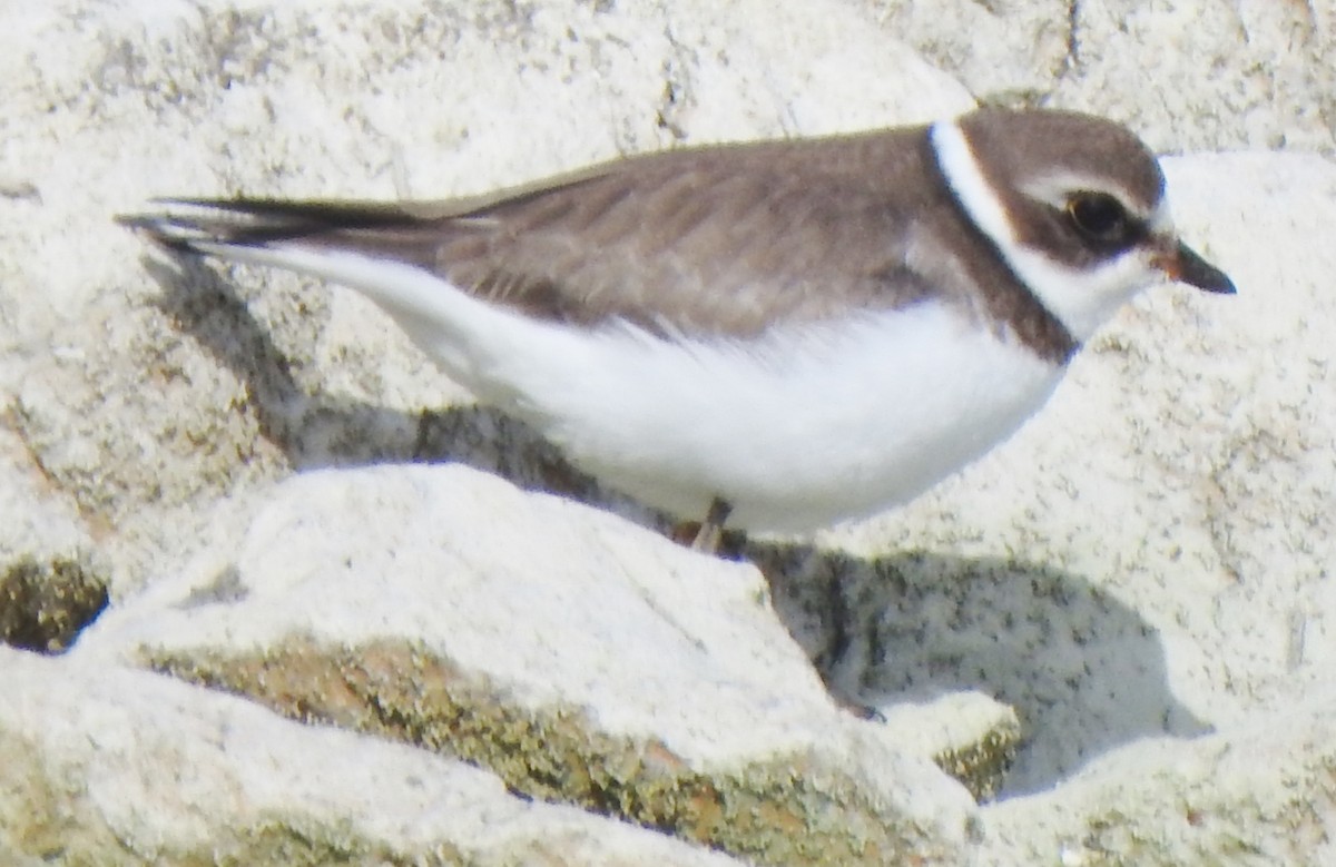 Semipalmated Plover - ML490129351