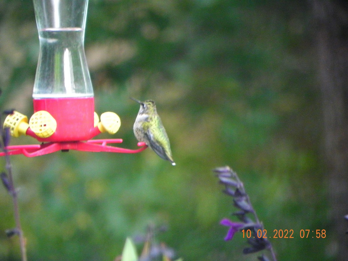 Ruby-throated Hummingbird - ML490129361