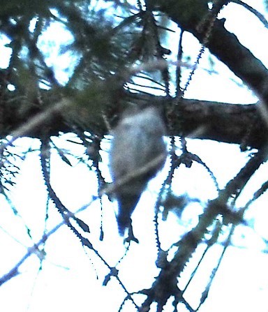 Yakut Boğazlı Kolibri - ML490130041
