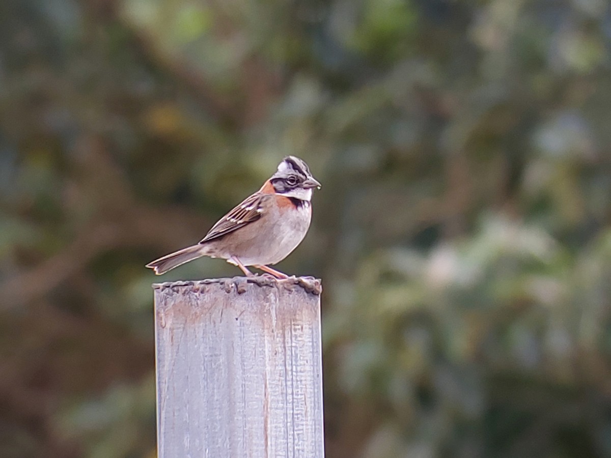 Rufous-collared Sparrow - ML490130371