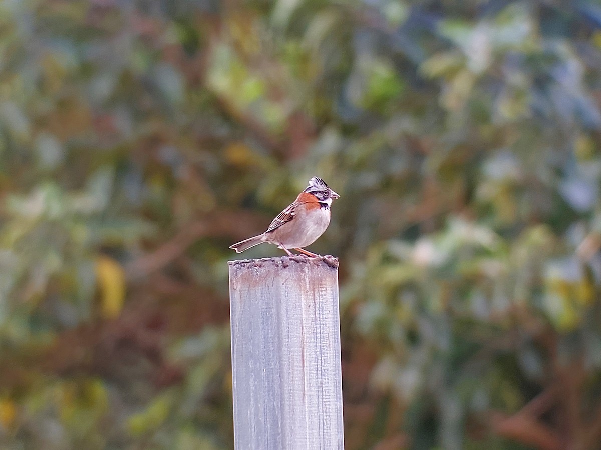 Rufous-collared Sparrow - ML490130381