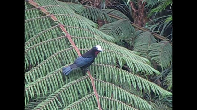 White-capped Tanager - ML490136661