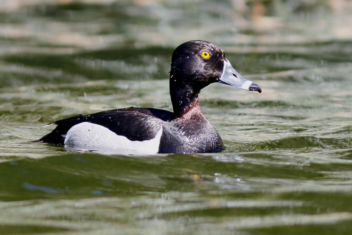 Ring-necked Duck - John C Sullivan