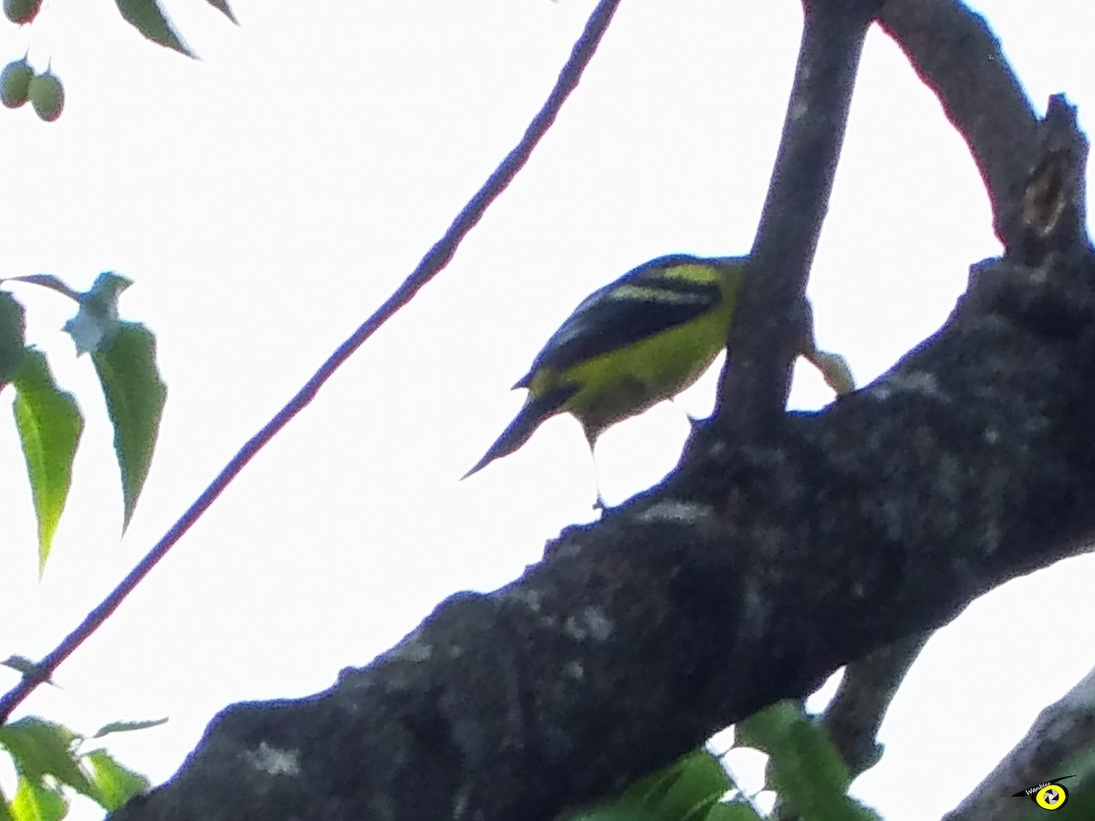 Western Tanager - ML490137871