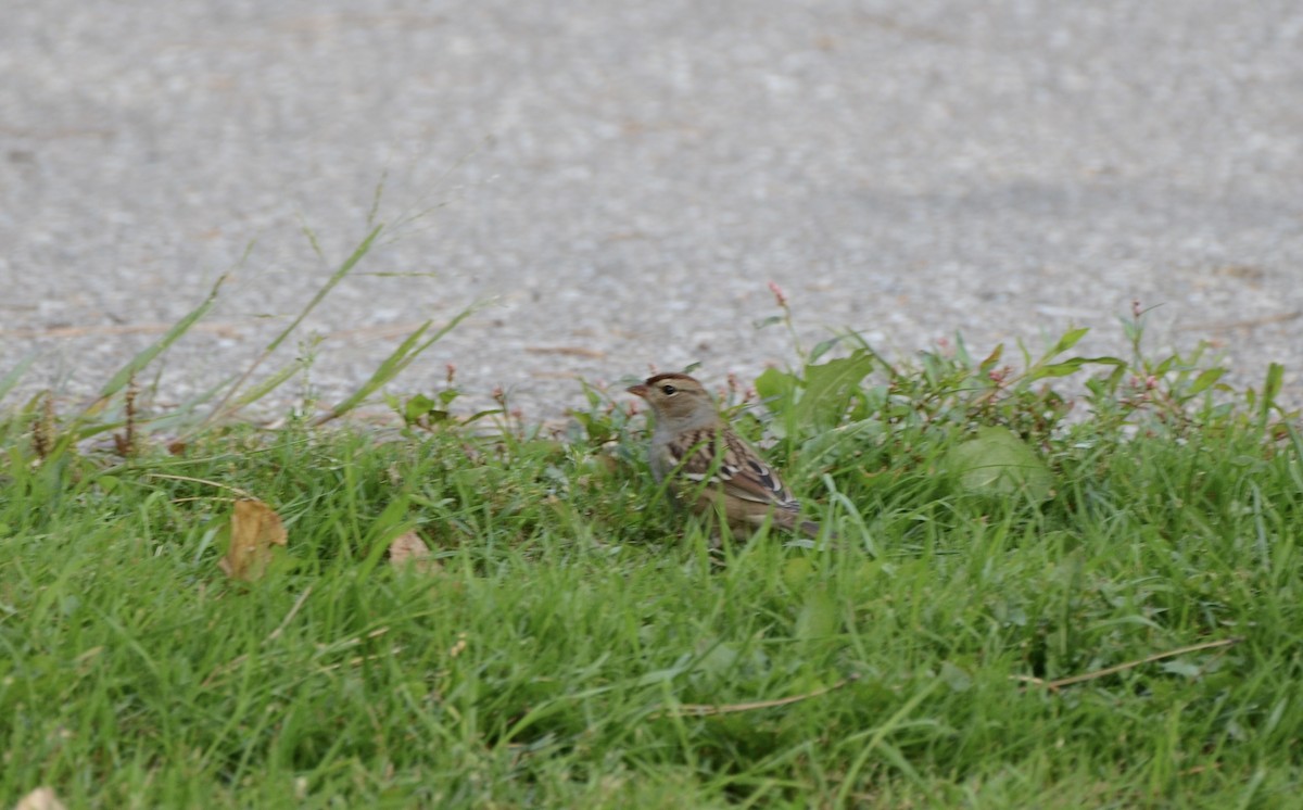 White-crowned Sparrow - ML490137971