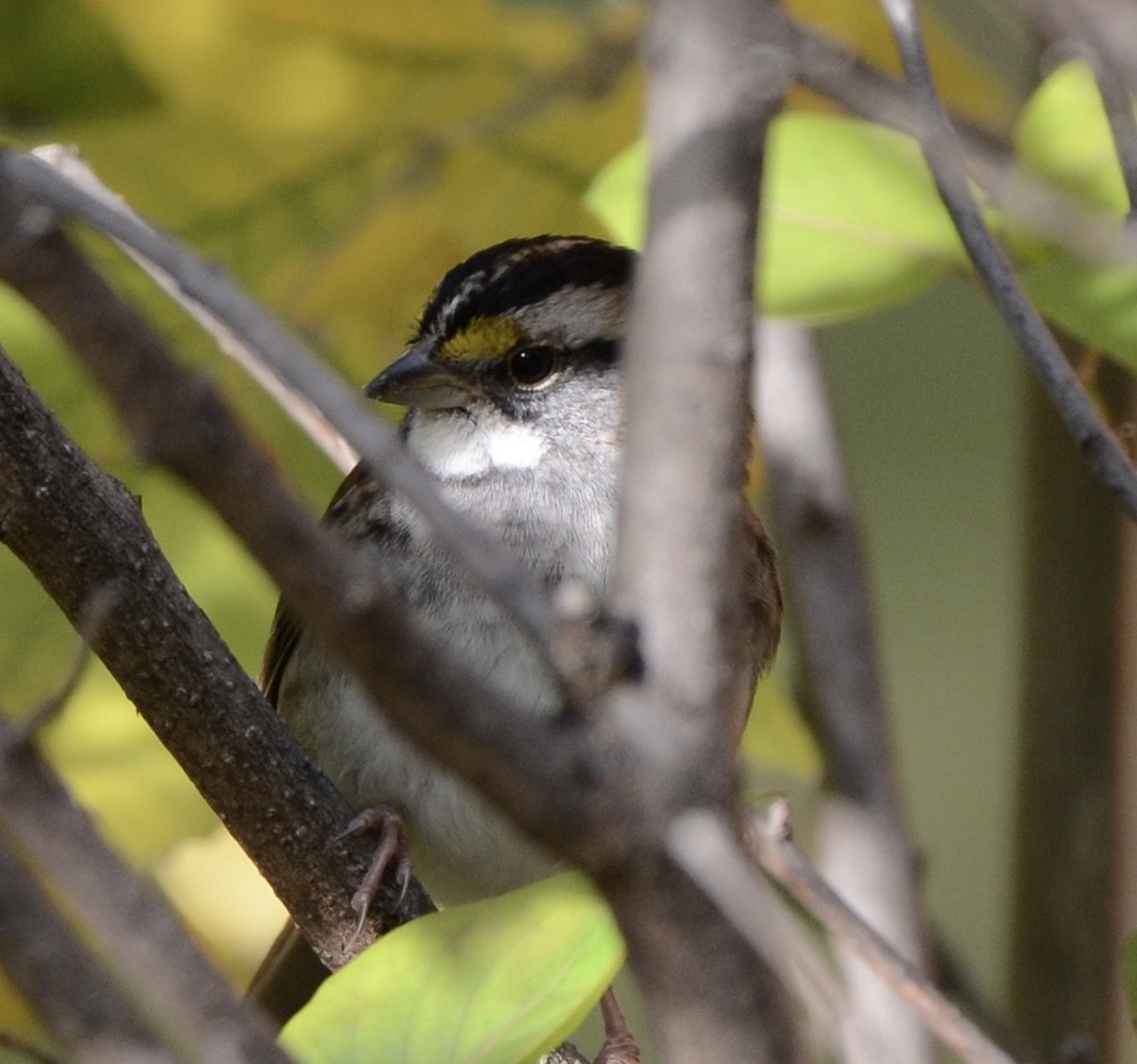 White-throated Sparrow - ML490138051