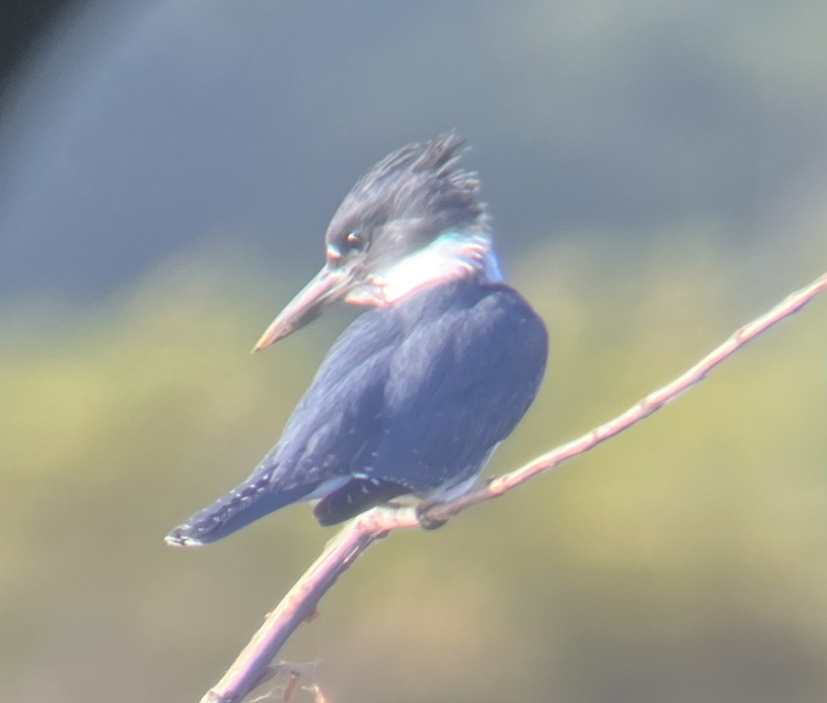 Belted Kingfisher - ML490146601