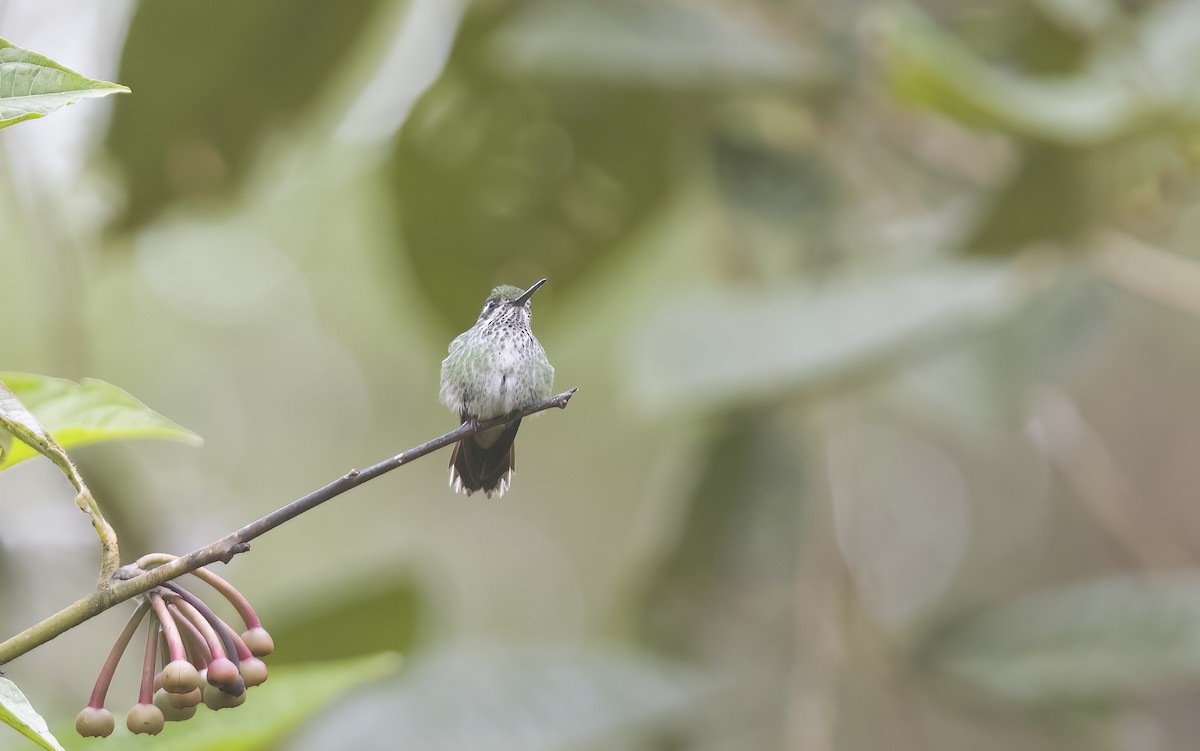 Speckled Hummingbird - Giselle Mangini