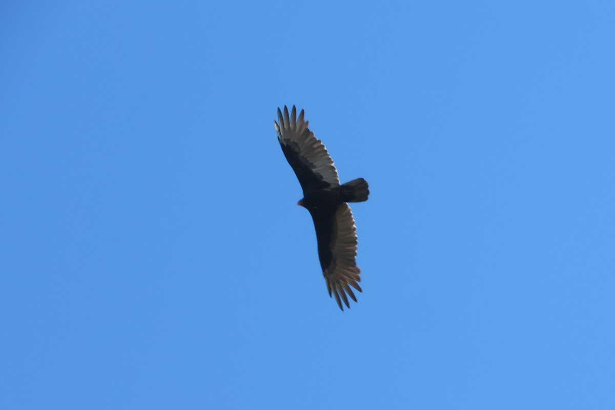 Turkey Vulture - ML490148281