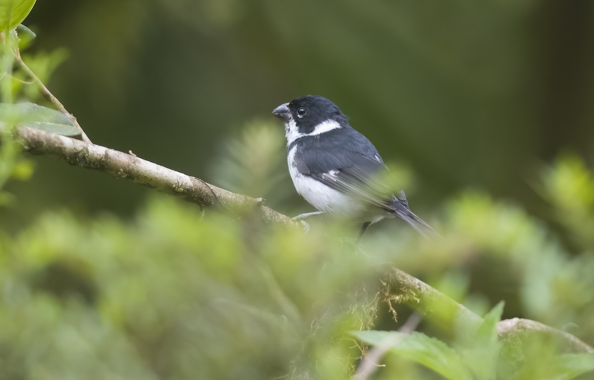 Variable Seedeater - ML490149331