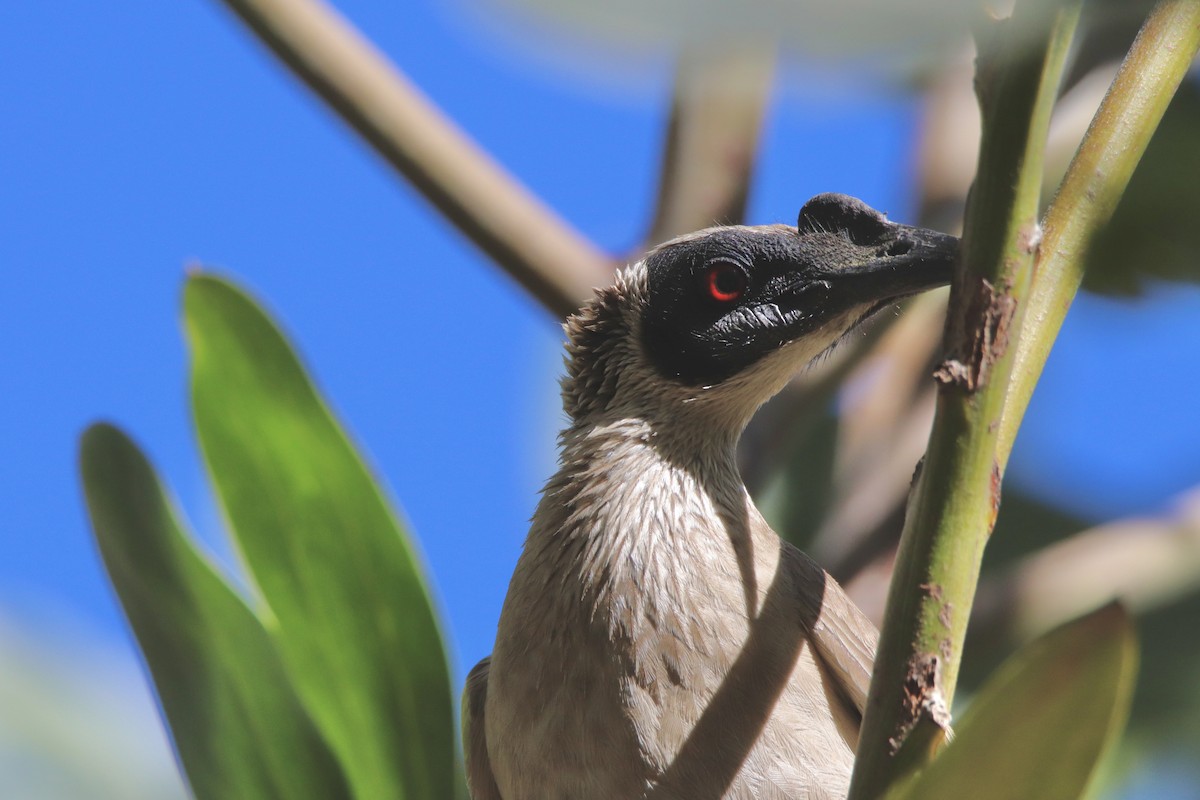 Silver-crowned Friarbird - ML490150011