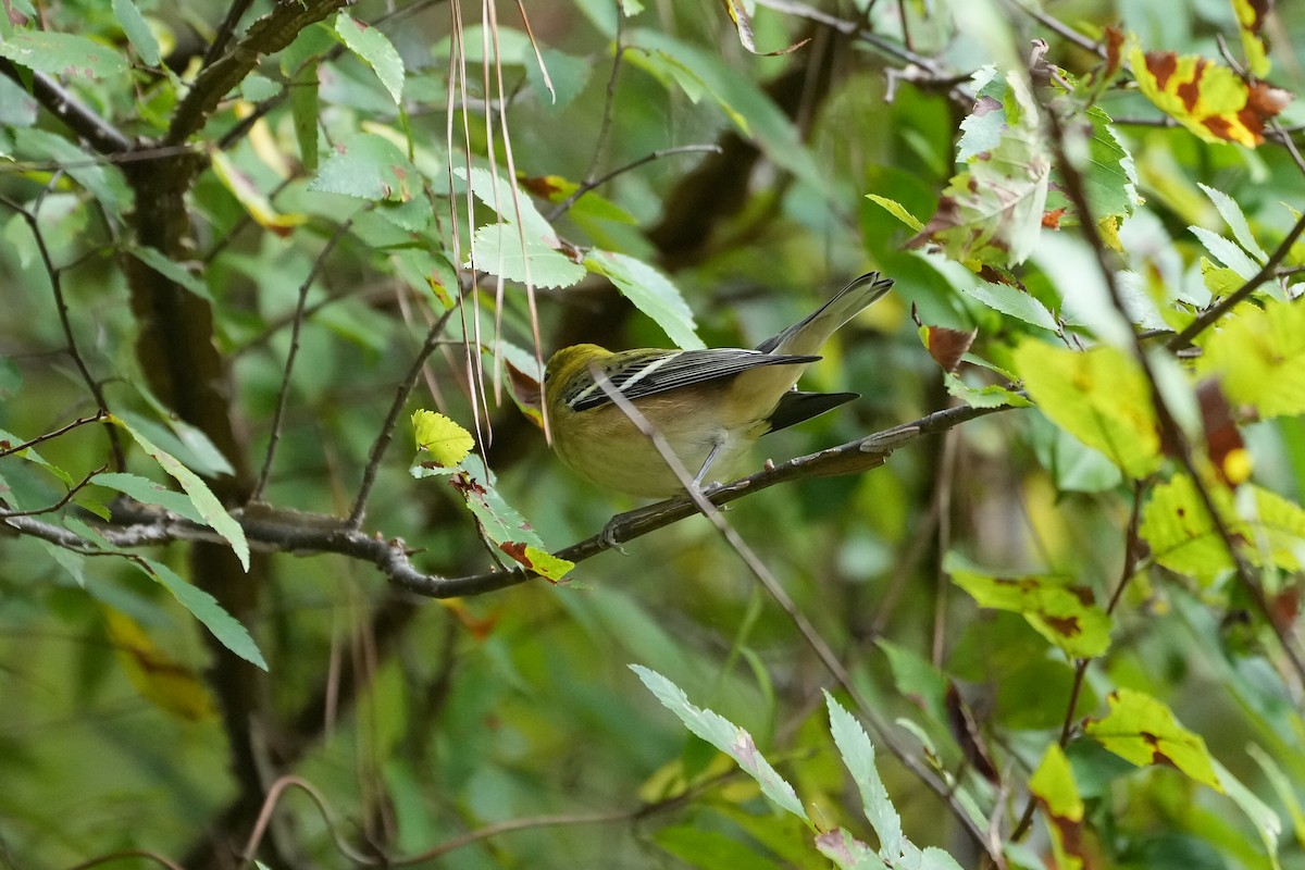 Bay-breasted Warbler - ML490150171