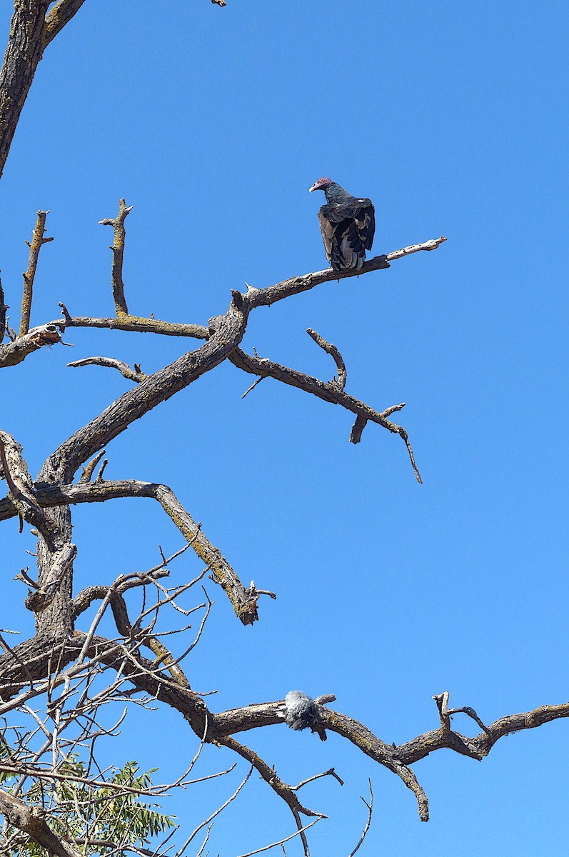 eBird Checklist - 3 Oct 2022 - Lake Yosemite Co. Park - 8 species