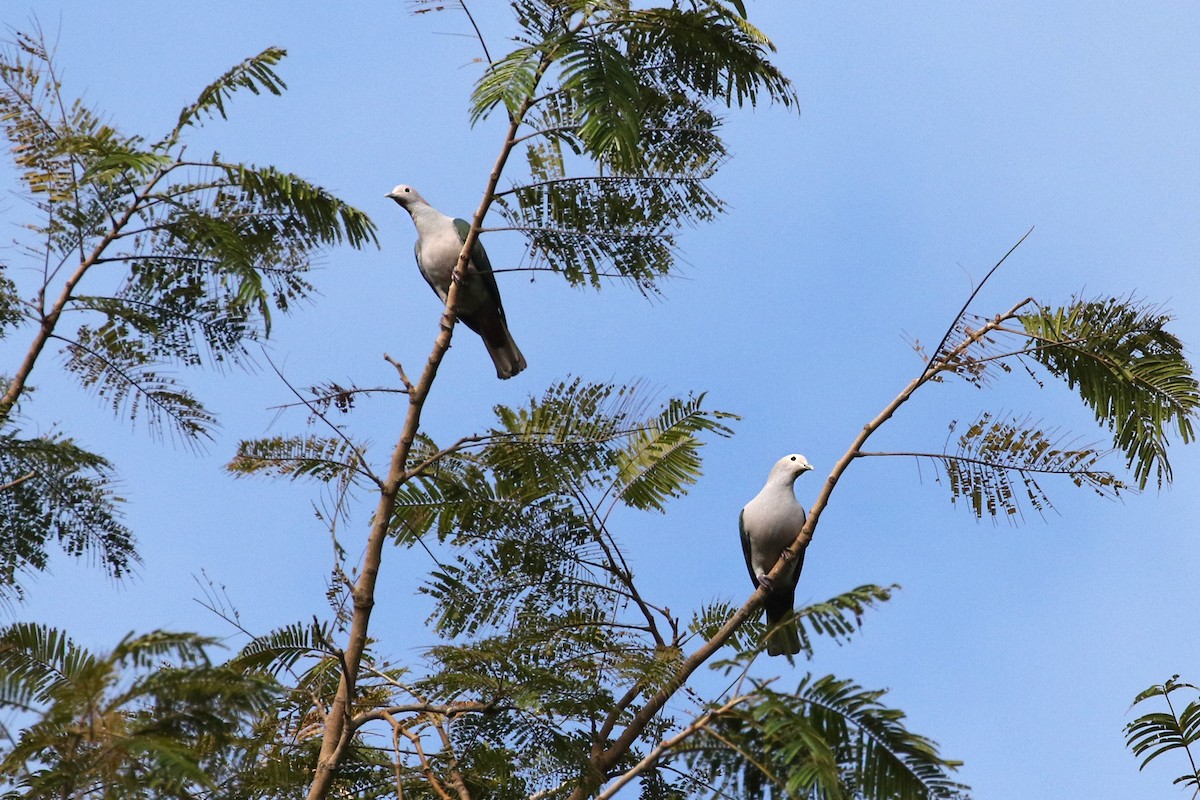 Green Imperial-Pigeon - Charley Hesse TROPICAL BIRDING