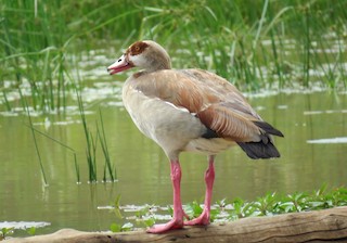 Egyptian Goose, ML49015711