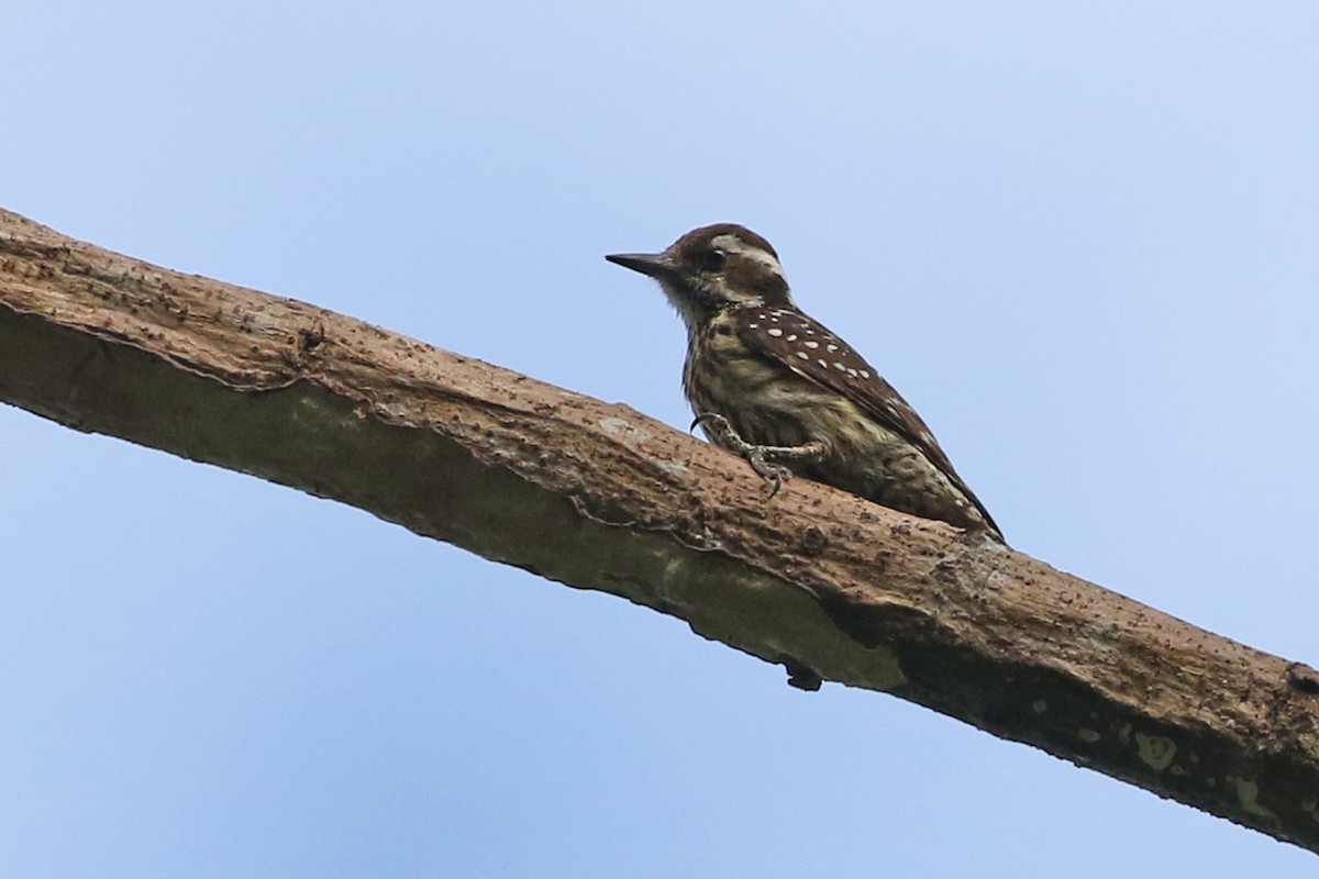 Philippine Pygmy Woodpecker - Charley Hesse TROPICAL BIRDING