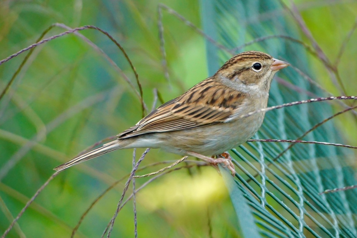 Chipping Sparrow - Laura Sisitzky