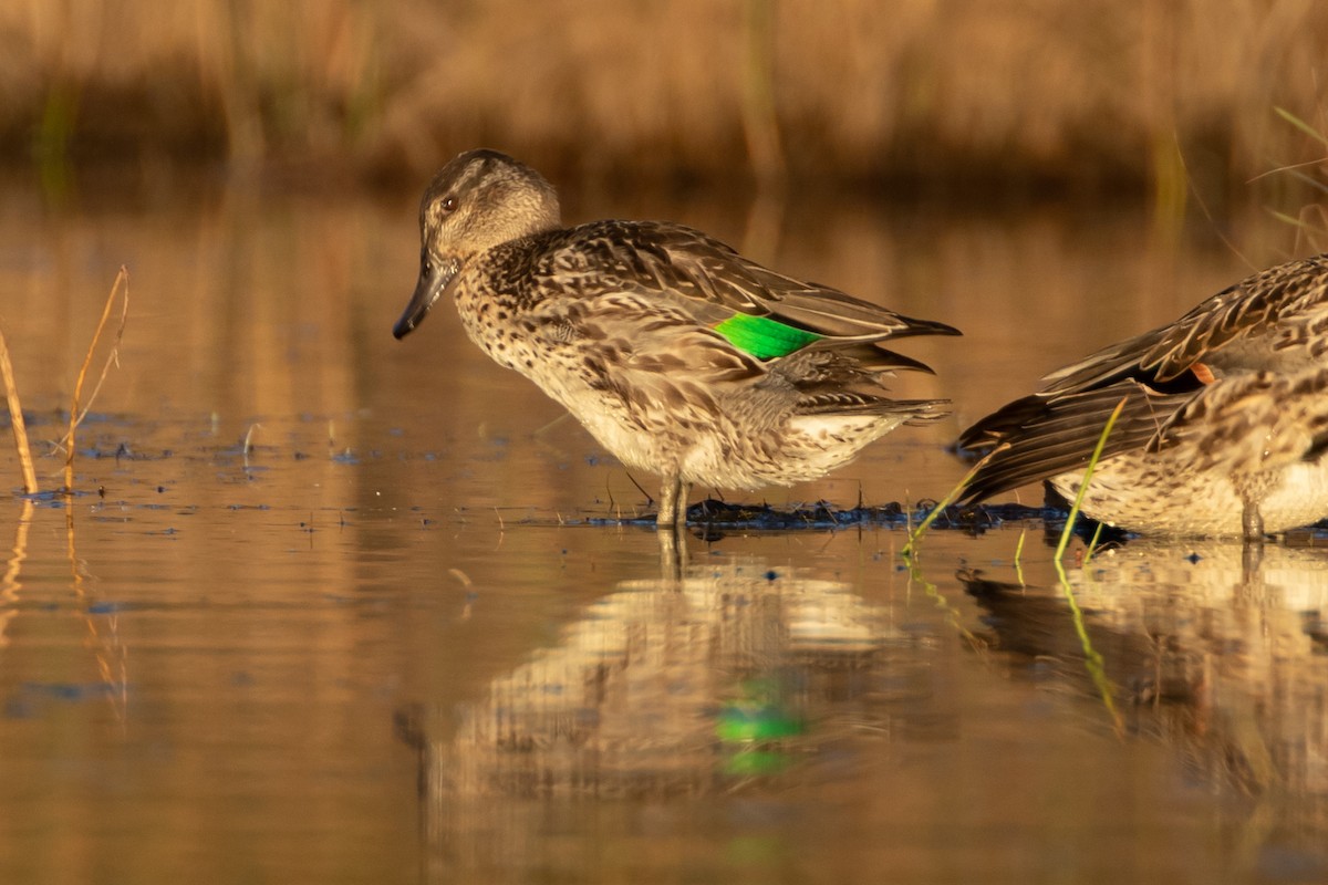 Green-winged Teal - ML490158151