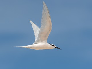  - Black-naped Tern