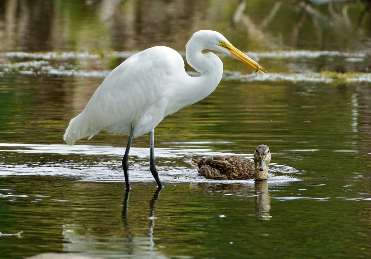 Great Egret - Laura Sisitzky