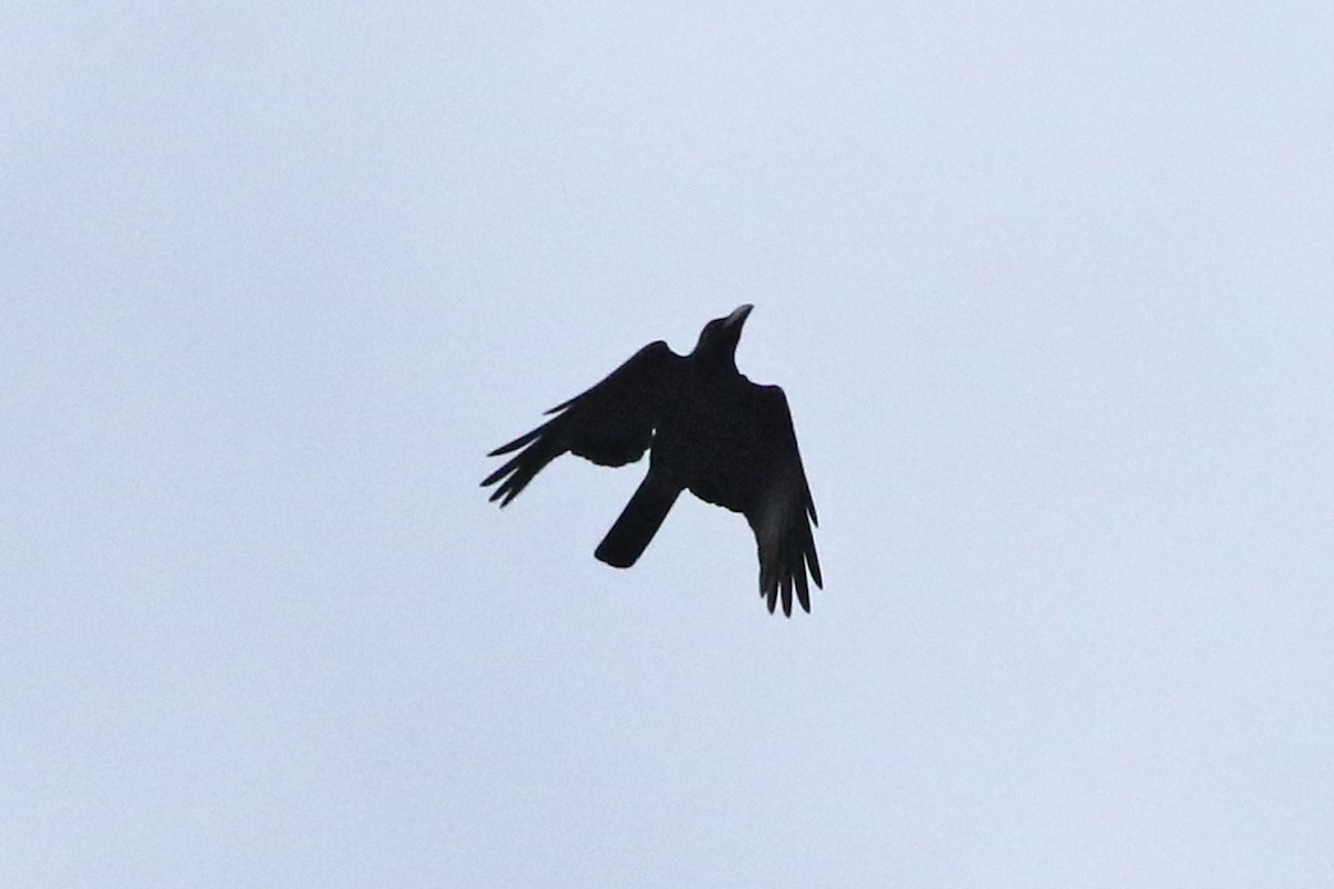 Large-billed Crow (Large-billed) - ML49015841
