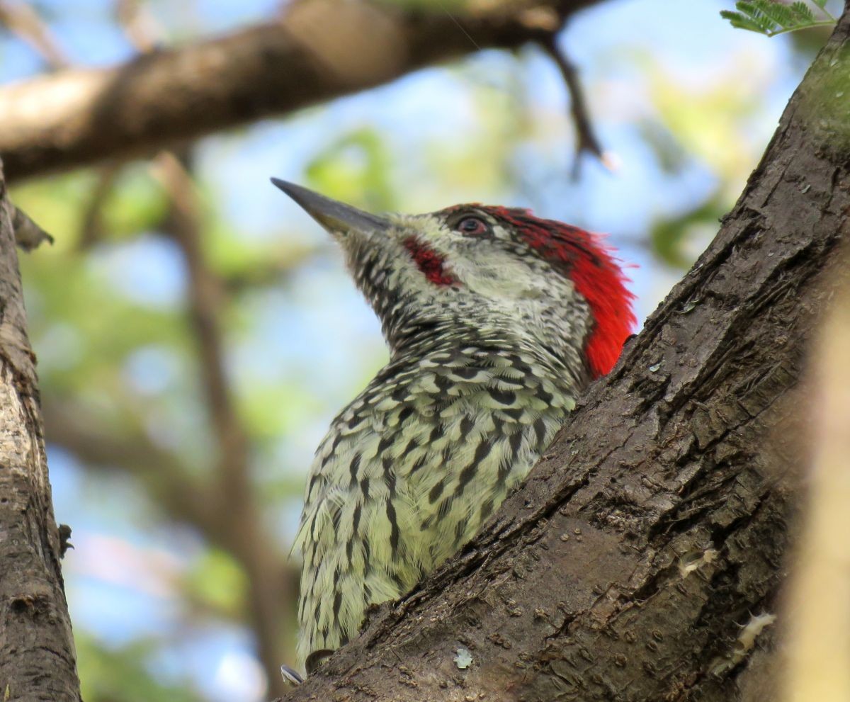 Golden-tailed Woodpecker - Chris Butler