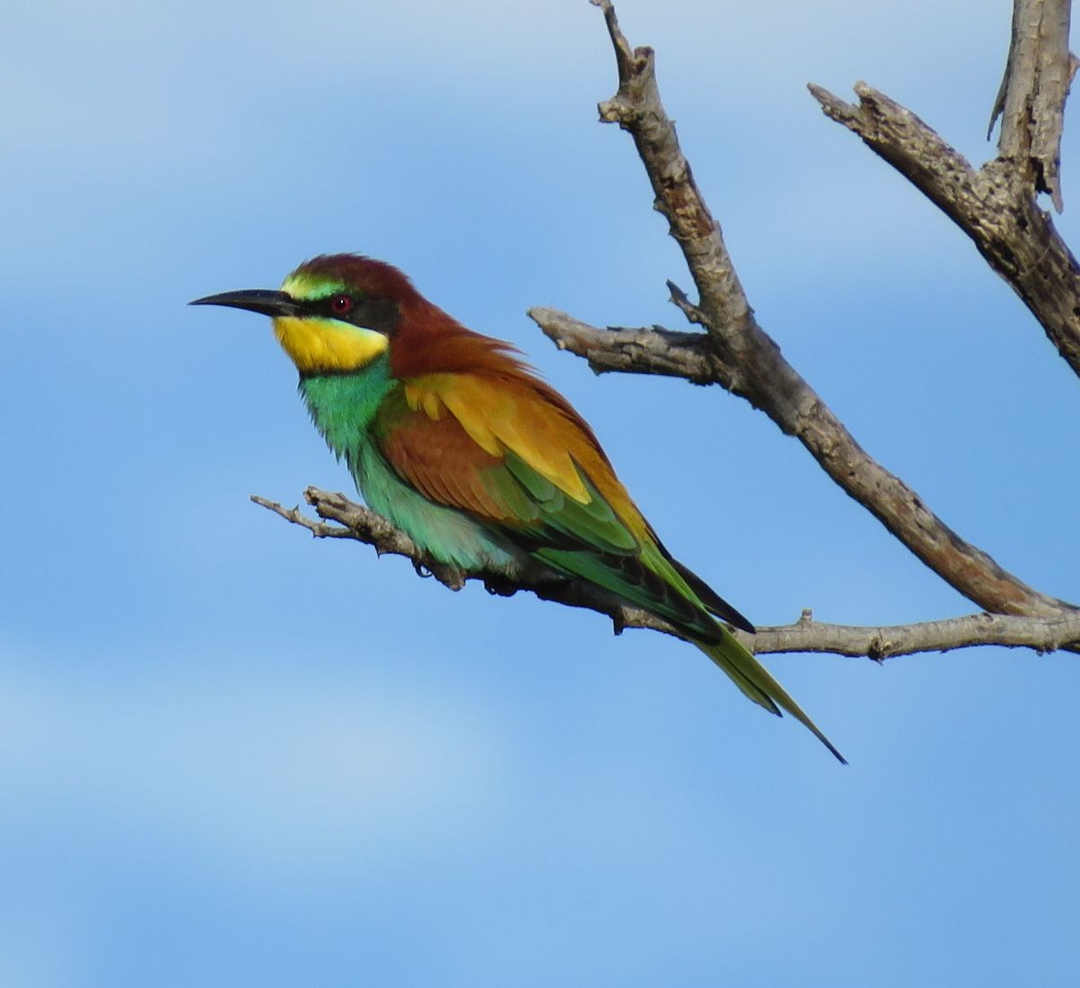 European Bee-eater - Chris Butler