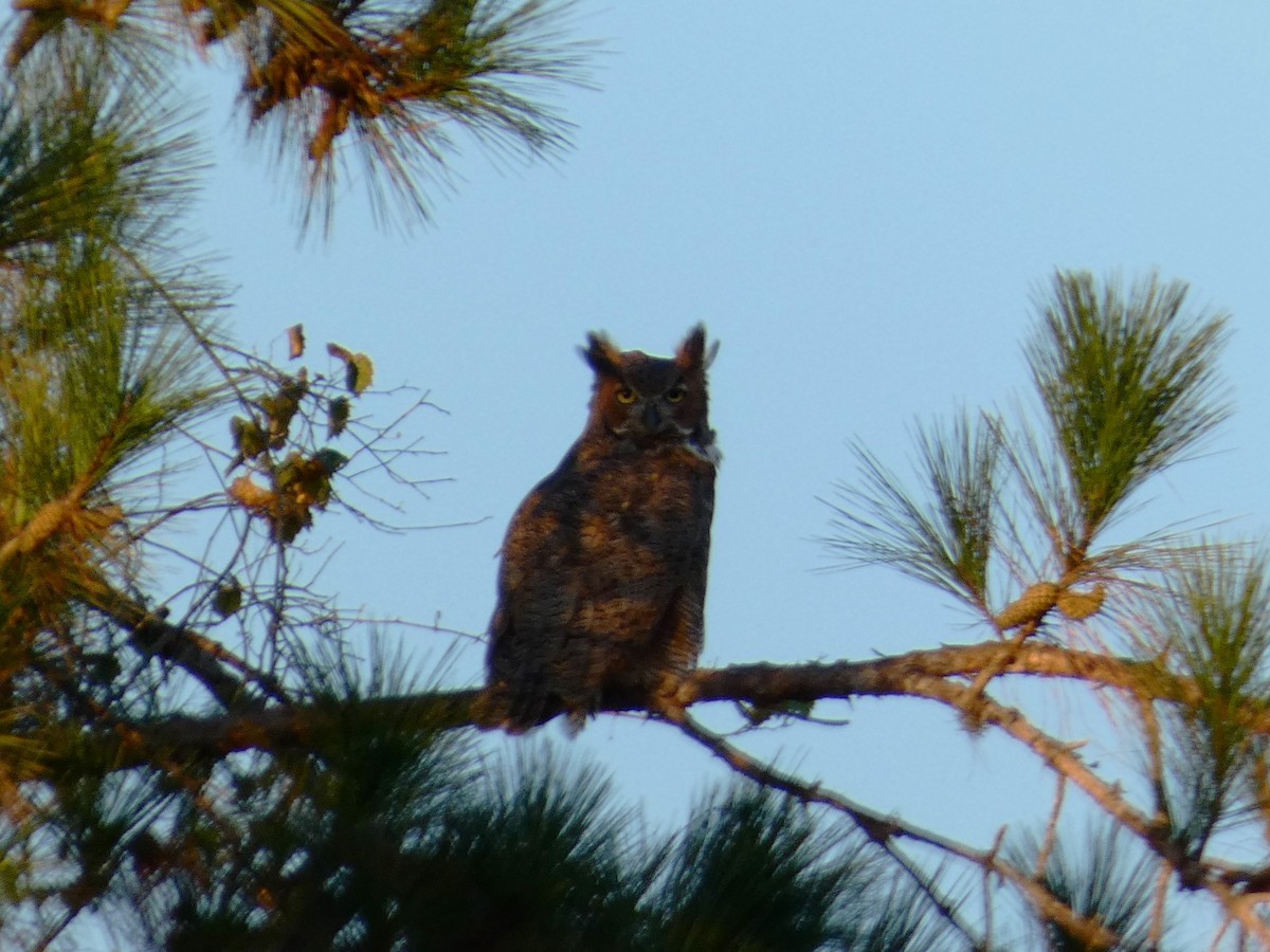 Great Horned Owl - ML490159601