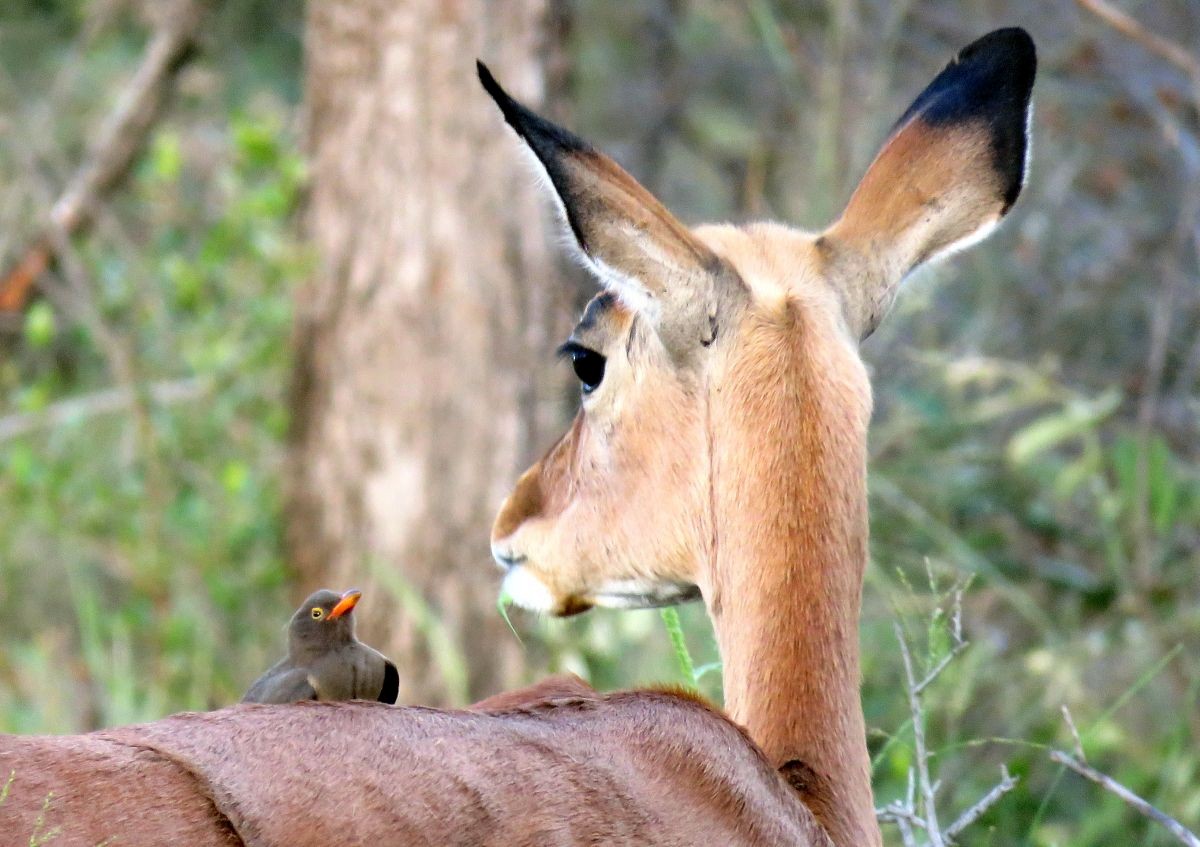 Red-billed Oxpecker - ML49015991