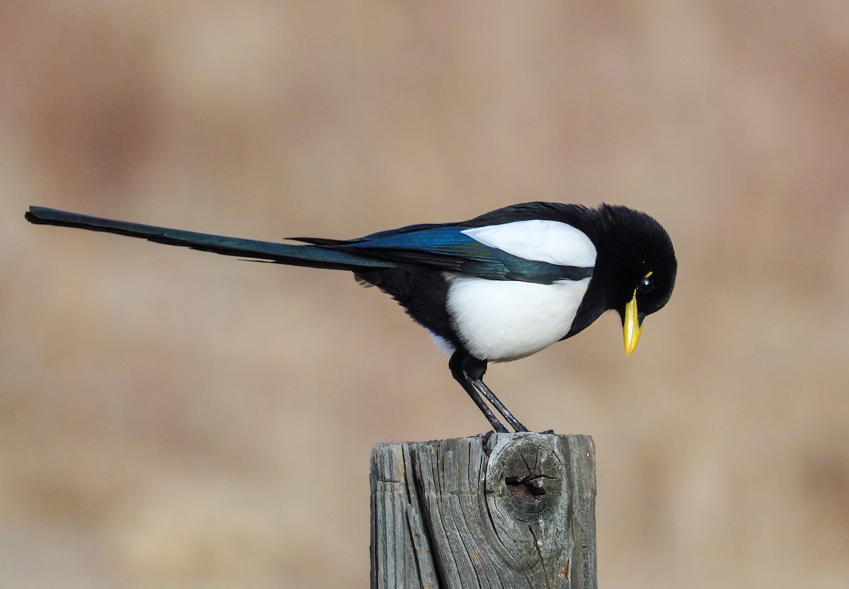 Yellow-billed Magpie - Andrew Spencer