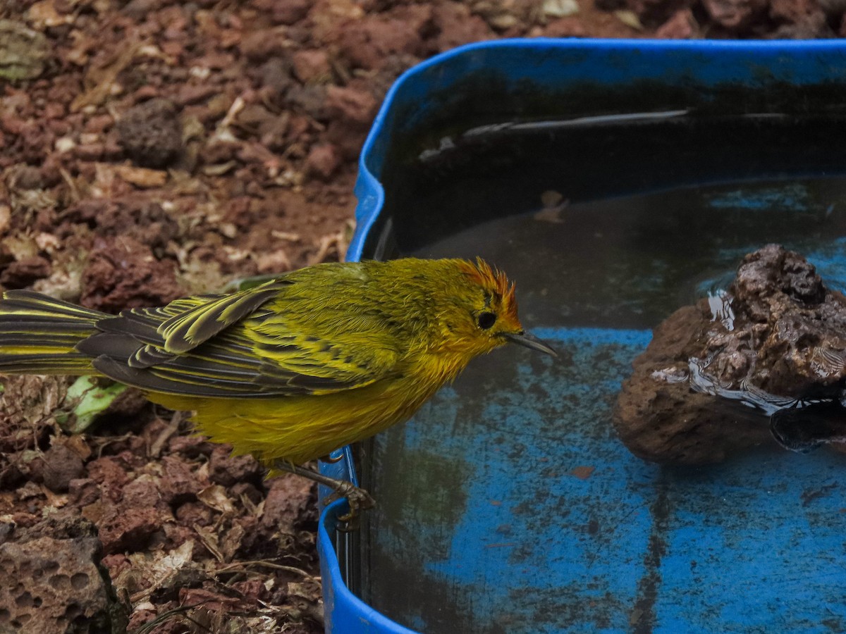 Yellow Warbler (Galapagos) - Trevor Leitz