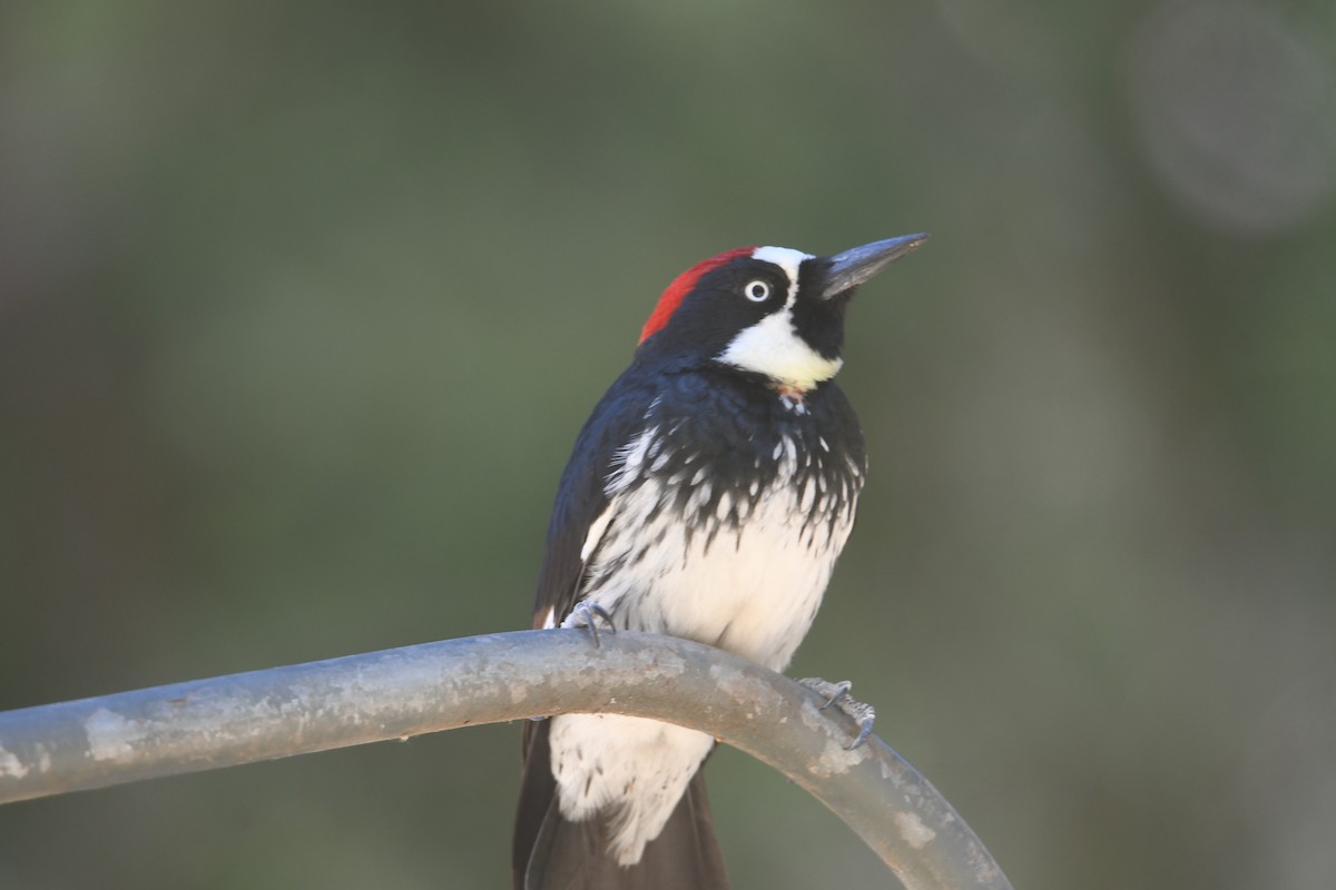 Acorn Woodpecker - ML490167641