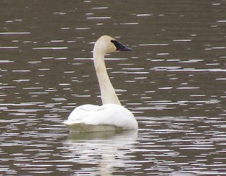 Trumpeter Swan, ML49016921