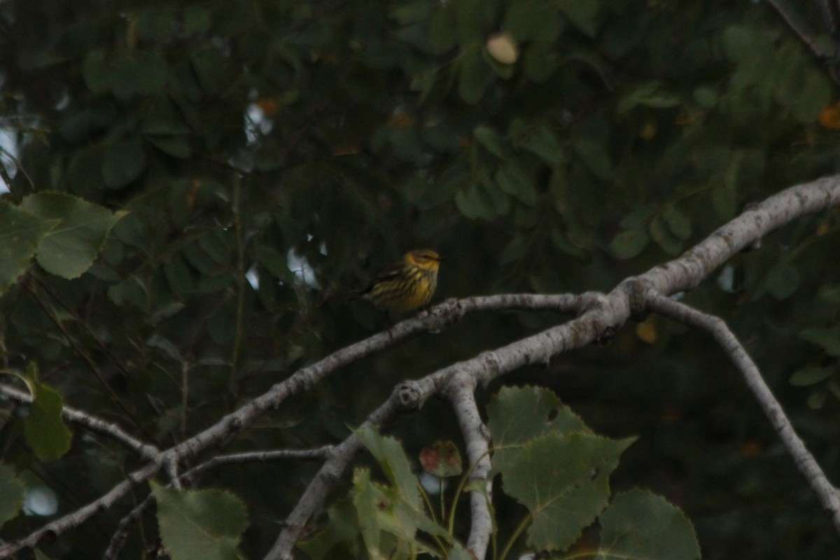 Cape May Warbler - ML490169461
